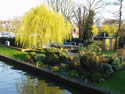 Thamespoint - Willow Tree